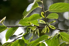 杜仲叶泡水喝的禁忌图片