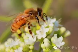学急救吧被蜂蜇伤的处理措施早知道~图片