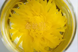 金丝皇菊-茶中君子，飘逸出尘视频封面