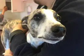 这些是动物收容所员工打死也不敢跟你说的“收容所真实内幕”！图片