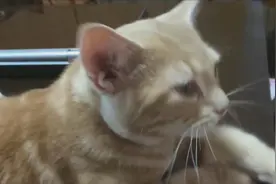 猫咪吮吸主人手指一脸悠闲，网友：缺奶喝视频封面