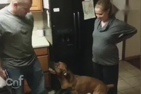 丈夫想摸摸怀孕的妻子被狗狗狂吼，自己媳妇不能摸你们知道啥感受视频封面