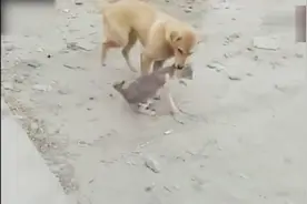 不发火，你当我是病猫吗？