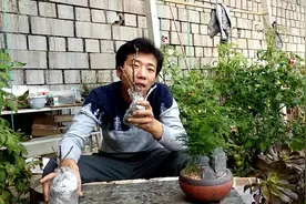 收到这种干枝的三角梅，这样去处理，成活很简单，新叶蹭蹭的长视频封面