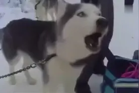 当男朋友走过来却不抱你时，你哭得像这只失宠的二哈！