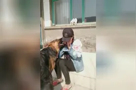 为什么这么多人都喜欢养金毛？看完这个视频你就明白的！