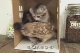 小猫与小猫头鹰成为了好朋友？让老鼠情何以堪！视频封面