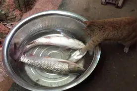 小猫咪看见这么大的鱼，心情是怎样的