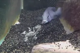 鱼从嘴里呕吐出鱼苗，这是繁殖吗