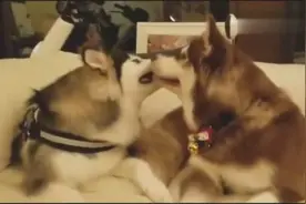 王思聪爱犬王可可被前男友斯家暴揍，思聪看了心疼啊