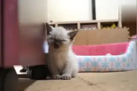 打瞌睡的小猫，靠着柜子睡着了，直到小伙伴的到来！