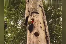 啄木鸟日常啄大树被蛇攻击，顽强的一次次还击结果毛都被拔没了！视频封面