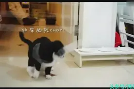 整蛊猫咪胶带粘门框，猫咪智商下降，网友：录视频的坟头草快三米吧视频封面