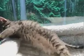 没事别惹猫，看完这个视频，以后就别用手去逗猫了！视频封面