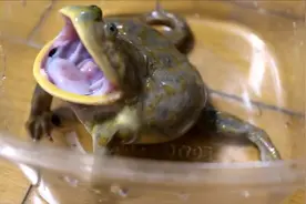 真的是笑尿了！这只癞蛤蟆生气起来超凶，声音却奶声奶气有点可爱视频封面