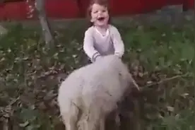 熊孩子与绵羊玩耍，这只羊下手还懂轻重，太懂事了！视频封面