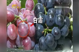 葡萄上的白霜是农药残留？直击葡萄园来一探究竟吧