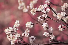 文化这些遍植于世界各地的花，原来产自中国！图片