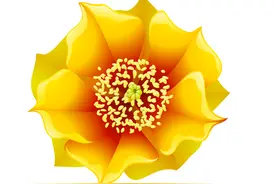 CDR绘制森人掌花朵教程图片