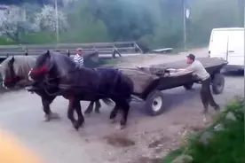 两匹马与汽车拔河，究竟谁能赢，好戏正在上演视频封面