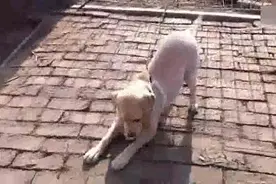 发现最萌宠之吉娃娃