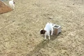 小羊为了吃的拼了，被主人当成狗狗训练！视频封面