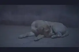 机灵狗狗发现着火叫醒主人，嘴硬的老于对着狗狗笑了 很温馨！