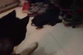 当哈士奇遇上小龙虾，齐齐竟和一只虾较起真来，那画面图片