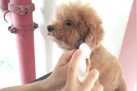 实拍用洁足泡沫清理狗狗的脚丫子，看狗狗享受的小眼神图片