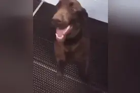 狗狗饿了，配上这音乐，这舞蹈跳的太好了，主人都不舍得给饭了！图片