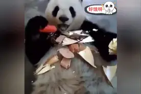 国宝吃个萝卜都有种说不出的霸气，笑点低慎入！图片