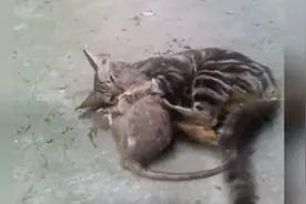 小猫咪咬住一只大老鼠，由于老鼠太大，折腾了大半天，终于搞定了图片