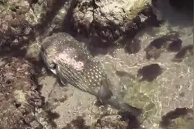 海滩遇到搁浅的剧毒刺河豚，被刺到很危险啊，他竟直接用手放生！图片