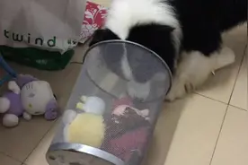 狗狗好不容易拿到玩具后，又开始嫌弃了，留下残局让主人收拾图片