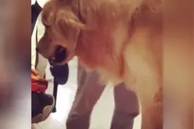 老是爱乱咬东西