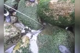 男子赶海捡海货，从石头缝里捉到一只章鱼，高兴坏了图片