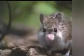 实拍小老鼠捕猎蝎子，整个过程看的好紧张，蝎子也是玩了命了！图片