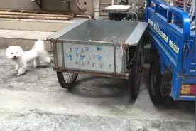 实拍狗狗杂技表演，汪星人表示，我有不一样的上车方式图片