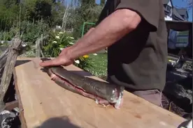 夜里到河边抓了几条鳗鱼，第二天早上杀掉烤着吃图片