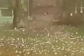 知道冰雹的威力吗？真是超强的破坏力视频封面