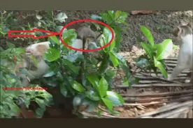 猫抓了只老鼠在院里追着玩，老鼠趁机躲到了小树上，猫找了老半天图片