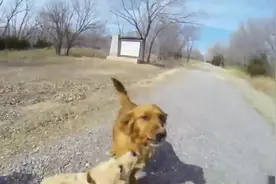 小狗出生不久就被领养，四个月后它再次见到自己的妈妈，太有爱了图片