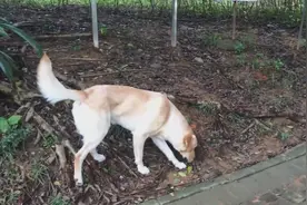 直播狗狗日常早间散步，独断专行的狗狗，就知道拉着主人到处跑图片