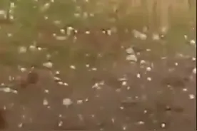 实拍山西运城遭巨型冰雹密集轰炸 个头如鸡蛋发出巨响