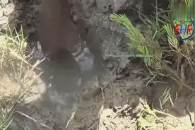 牛人用树枝在泥洞里掏大青蟹！图片
