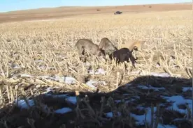 农场主驾车带着猎犬追击郊狼，狗狗太猛了，郊狼被追上后瞬间悲剧图片