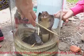 实拍越南大妈用眼镜蛇泡酒的全过程视频封面