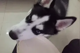 二哈饿极了，把碗叼过来， 向主人讨吃的，萌化了图片