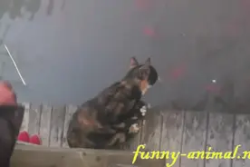 实拍猫咪公园内抓鱼，抓的鱼还不小，这一爪真是厉害！图片