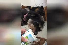 狗狗争相舔舐冰淇淋，主人就他吃的最多，该轮到我呢图片